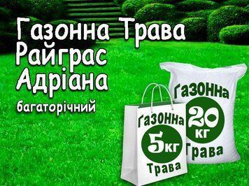 Насіння Газонна трава Райграс Олександра, 1 кг (на розвіс) 1159897170 фото