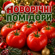 ТОМАТИ ЯКІ ДОВГО ЗБЕРІГАЮТЬСЯ