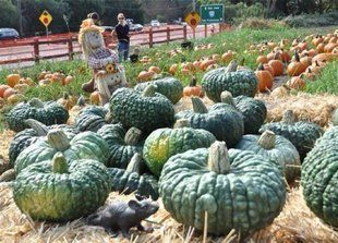 Гарбуз Маріна ді Кьожа (мускатна) Італія 10 шт 37942 фото