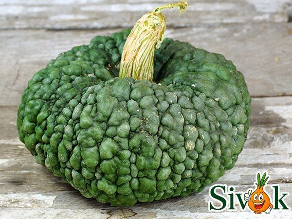 Гарбуз Маріна ді Кьожа (мускатна) Італія 10 шт 37942 фото