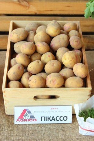 Насіннєва картопля Пікассо (1 репродукція) середньопізній Agrico 2,5 кг/пач. 1161204046 фото