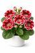 Глоксинія (цибулина) Kaiser Friedrich 347812 фото 1