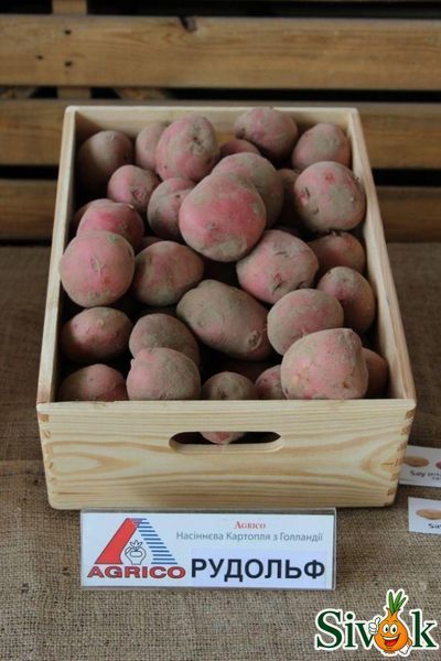 Картопля насіннева Рудольф (середньопізня) 2,5 кг 1164701281 фото