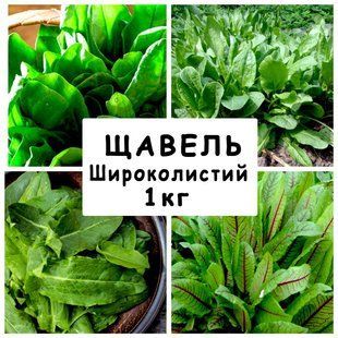 Насіння Щевель Широкисте багаторічний, 1 кг 681448456 фото