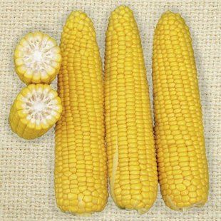 Кукурудза цукрова Добриня F1 Lark Seeds/США 10 г 2356811 фото