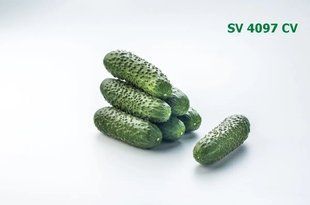 Огірок СВ 4097 ЦВ F1 Seminis/Нідерланди 10 шт 2762574146 фото
