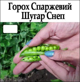 Сад-Оміст. Насіння Квіти Астра Прекрасне Оазис рожеве 0.2 г 1537645250 фото