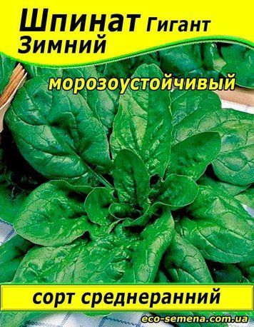 Насіння Шпинат Гігантський, 1 кг 814871539 фото
