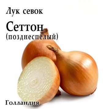 Цибуля сівок весняна Сеттон (Setton F1), Голландія, 1 кг 2495405277 фото