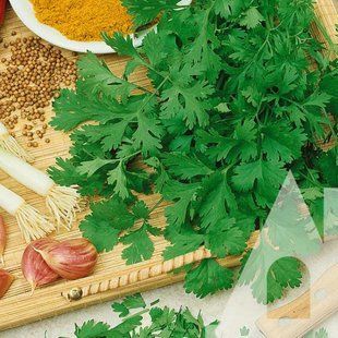 Насіння Коріандр (Кінза) Пікантне, 20 г 1240454317 фото