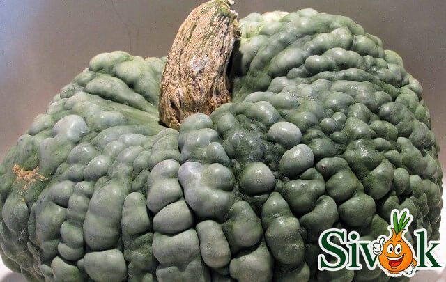 Гарбуз Маріна ді Кьожжа (мускатний) Італія 10 г 111815 фото