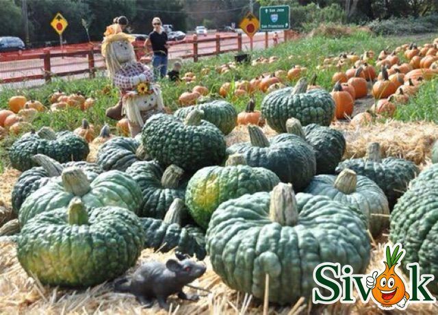 Гарбуз Маріна ді Кьожжа (мускатний) Італія 10 г 111815 фото