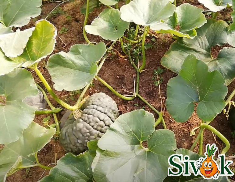 Гарбуз Маріна ді Кьожжа (мускатний) Італія 10 г 111815 фото