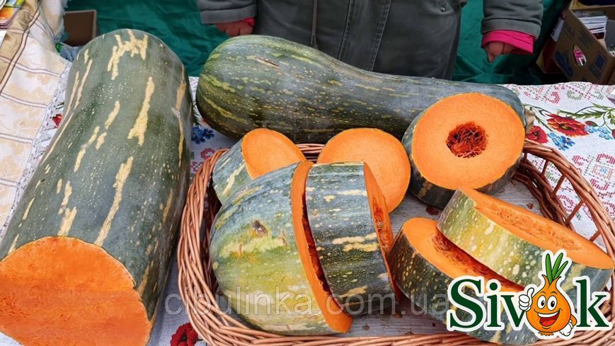 Тыква Лунга Пиена ди Наполи Италия 10 г (zip-paket) 111812 фото