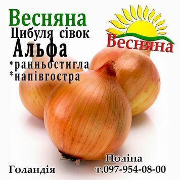 Цибуля &mdash; совок Альфа (Alpha), 1 кг 681446549 фото