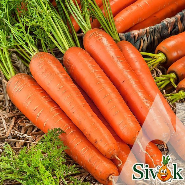 Морква Натофі Satimex, Німеччина 10 г 1293400710 фото