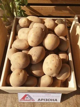 Насіннєва картопля Арізона (1 репродукція) ранньостигла Agrico 2,5 кг 2736130073 фото