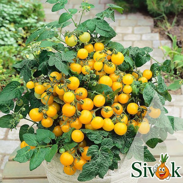 Томат Балкони Элоу F1 (комнатный) Satimex/Германия 10 шт 2454531 фото