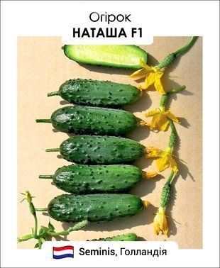 Огірок Наташа F1 Seminis/Нідерланди 20 шт 732612 фото