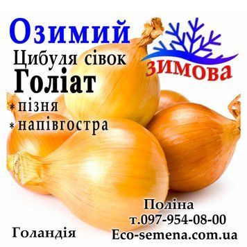 Цибуля сівок Голіат (Goliat) Голландія 0,5 кг 2766565774 фото