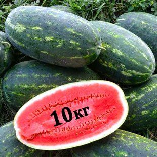 Арбуз Юмми F1 Lark Seeds/США 10 шт (zip-paket) 681447736 фото