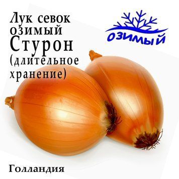 Лук севок озимый Стурон (Sturon), Голландия 0,5 кг 2766568624 фото