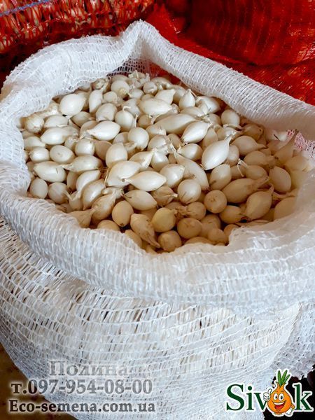 Лук совок Сноубол (Snowball) Голландія, 1 кг 681446555 фото