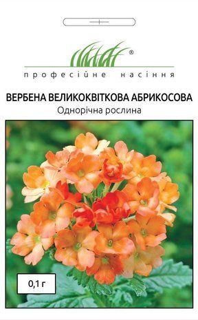 ВЕРБЕНА