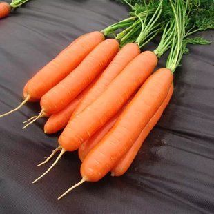 Морква Дарина Moravoseed 2 г 1543946979 фото