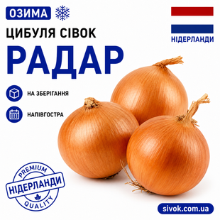Цибуля-сівок озима Радар (Рейдер) Broer / Нідерланди 0,5 кг 2766574846 фото