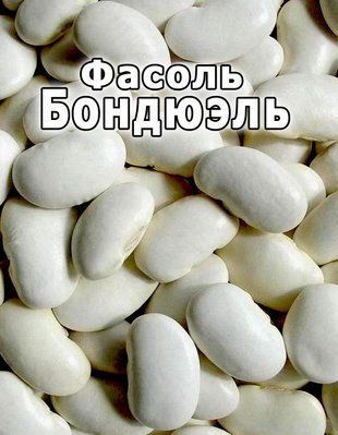 Насіння Фасоль зернове Бондюель/100 г 826605057 фото