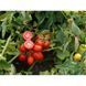 Томат 3402 F1 Spark Seeds/США 10 шт 32358 фото 6