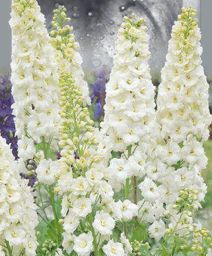 Дельфиниум Галахард (многолетний) GL Seeds 0,1 г 1320631856 фото