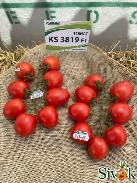 Томат Банти (KS 3819) F1 Kitano Seeds/Нидерланды 10 шт 46316 фото