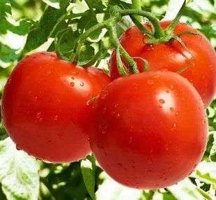 Томат Санька 01 г 1541842175 фото