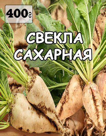 Насіння буряк Цукрове (біла), Україна, 400 грамів 762632206 фото