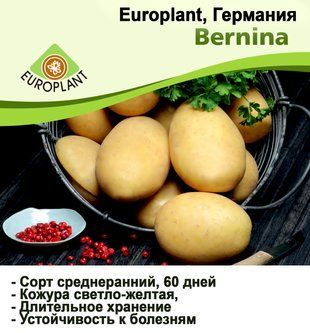 Картопля насіннева сорт Берніна середньоранняя 1 кг 1358693680 фото