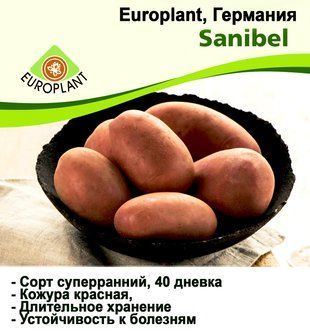 Насіннєва картопля Санібель (Sanibel) 40-денка 1 репродукція Europlant 1 кг &mdash; ПЕРЕДЗАМОВЛЕННЯ 2025 1358715319 фото