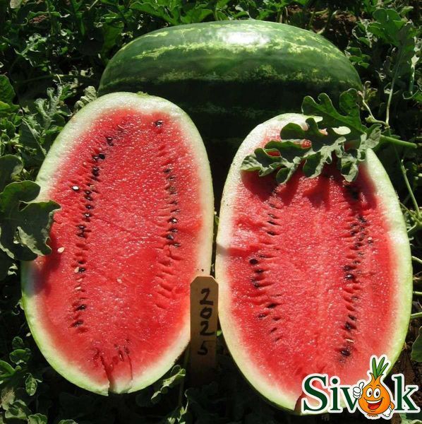 Арбуз Эрли Саманта F1 (овальный) United Genetics/Италия 8 шт 681447711 фото