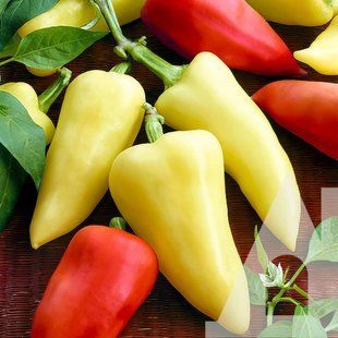 Перець солодкий Білозірка Садиба центр 0.3 г 1367029516 фото