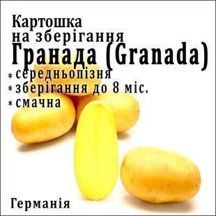 Насіннєва картопля Гранада (Granda) 1 репродукція Solana 1 кг  1139846654 фото