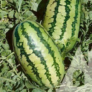 Арбуз Балатон F1 Syngenta/Швейцария 10 шт (zip-paket) 2501492043 фото