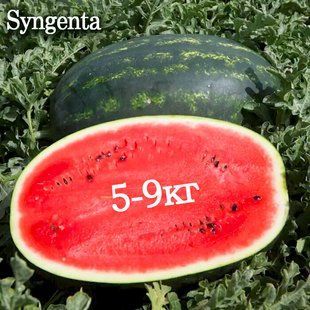 Арбуз Мирсини F1 Syngenta/Нидерланды 10 шт (zip-paket) 2501508814 фото