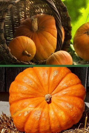 Семена Тыква Стофунтовая 1 кг 2040386476 фото
