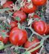 Томат Бинго F1 United Genetics/Италия 10 шт 4576983 фото 2