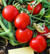 Томат Бинго F1 United Genetics/Италия 10 шт 4576983 фото 1