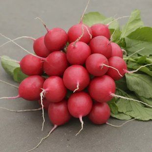 Редис Стеллар F1 Syngenta/Нидерланды 2 г 2767001270 фото