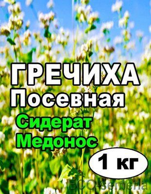 Семена Гречиха (Гречка, не очищенная), на развес 1310470260 фото