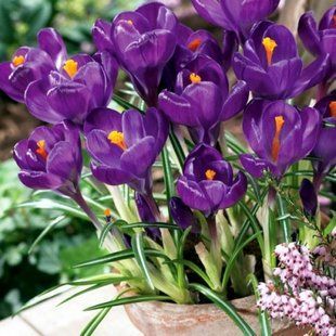 Крокус (цибулина) великоквітковий Flower Record 2378269781 фото