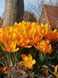 Крокус (луковиця) великоквітковий Golden Yellow 2378291837 фото 4